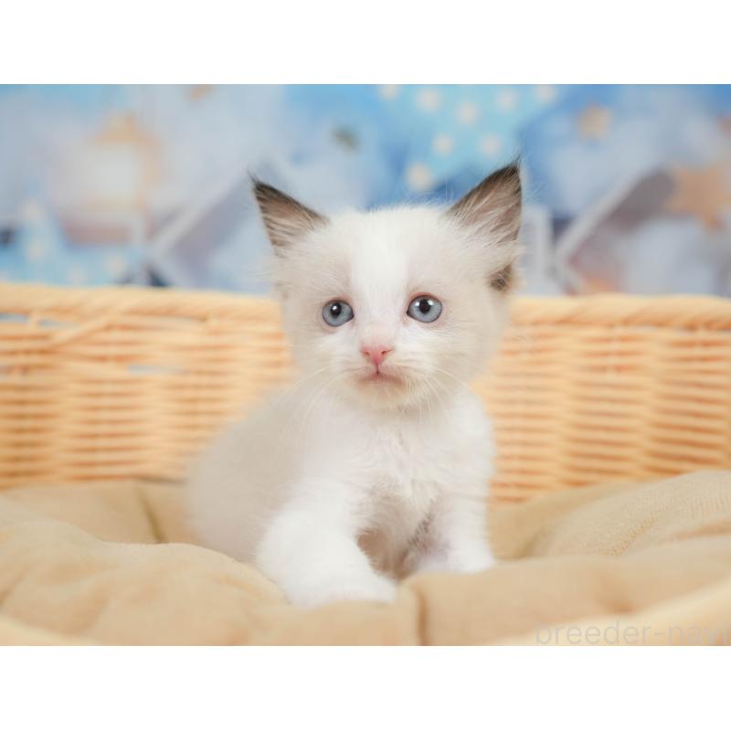 販売中の神奈川県のラグドール-138615の12枚目