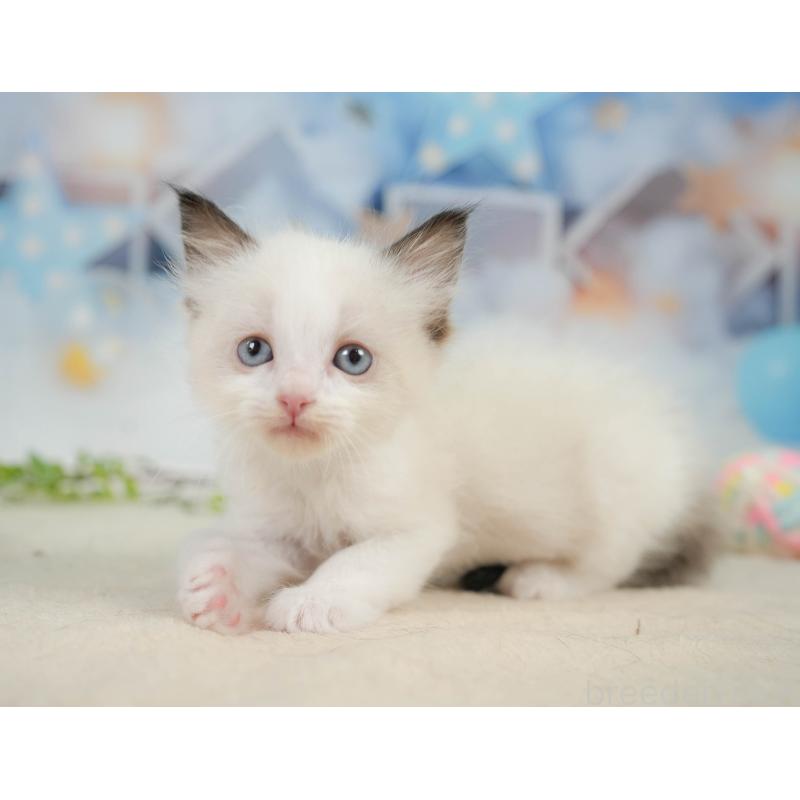 販売中の神奈川県のラグドール-138615の11枚目