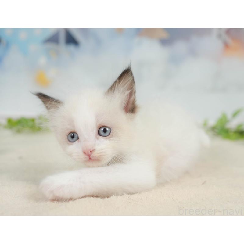 販売中の神奈川県のラグドール-138615の10枚目