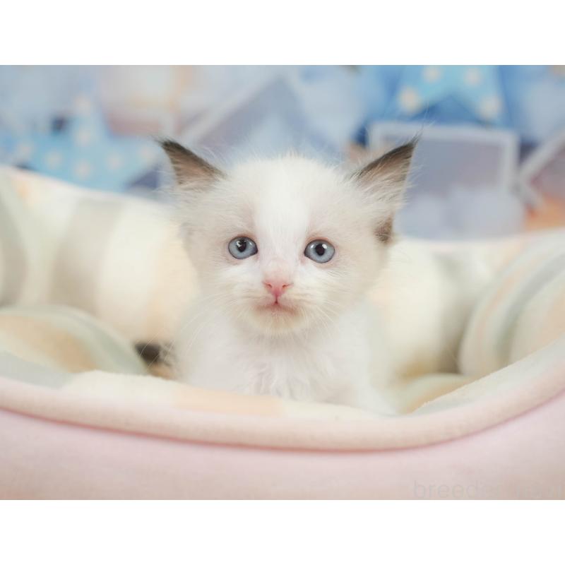 販売中の神奈川県のラグドール-138615の9枚目