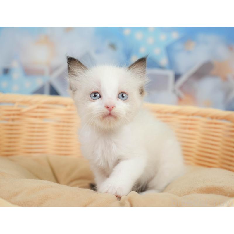 販売中の神奈川県のラグドール-138615の8枚目