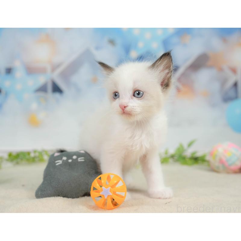 販売中の神奈川県のラグドール-138615の7枚目