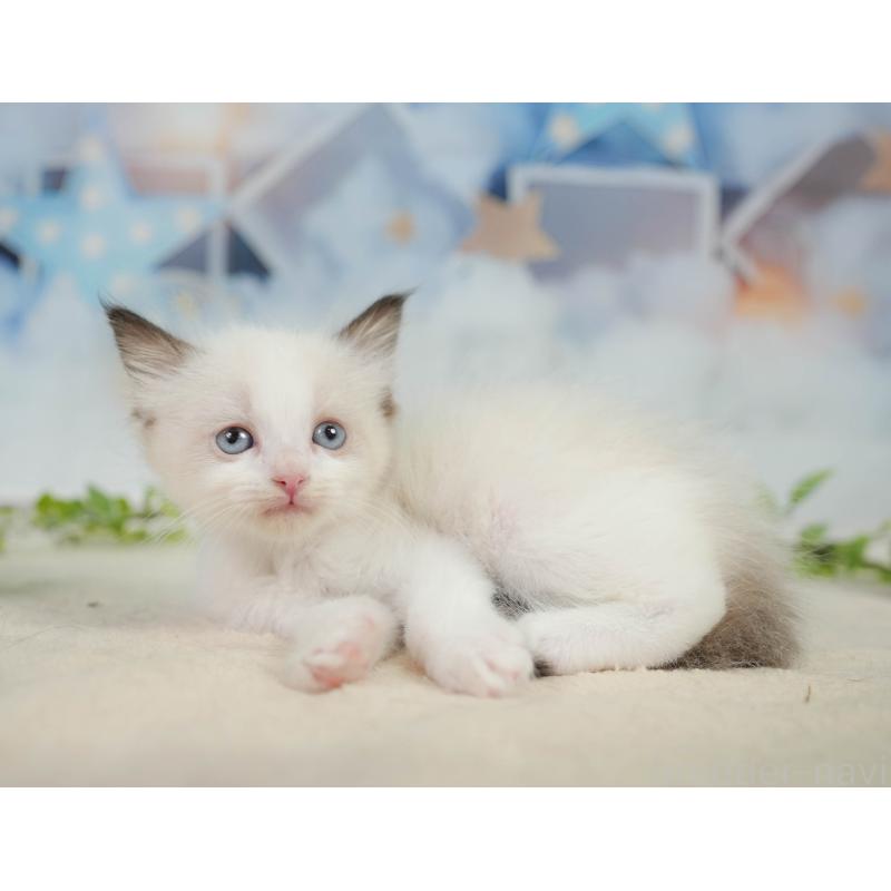 販売中の神奈川県のラグドール-138615の6枚目