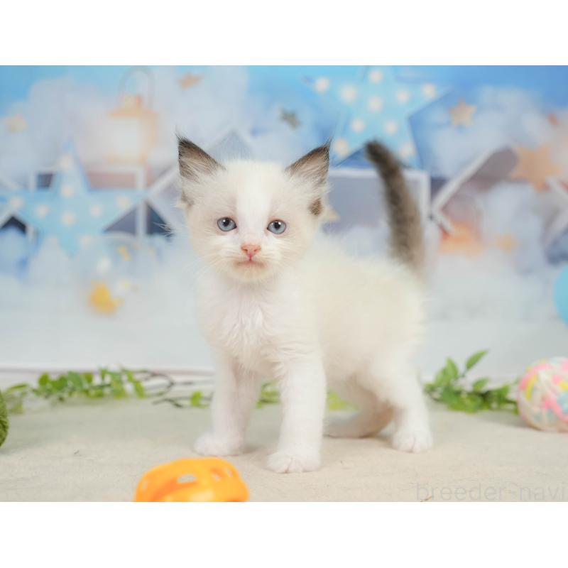 販売中の神奈川県のラグドール-138615の5枚目