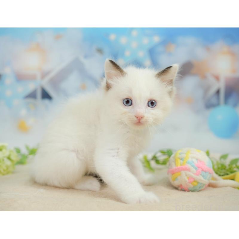 販売中の神奈川県のラグドール-138616の12枚目