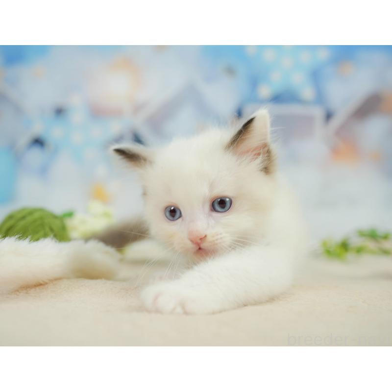 販売中の神奈川県のラグドール-138616の11枚目