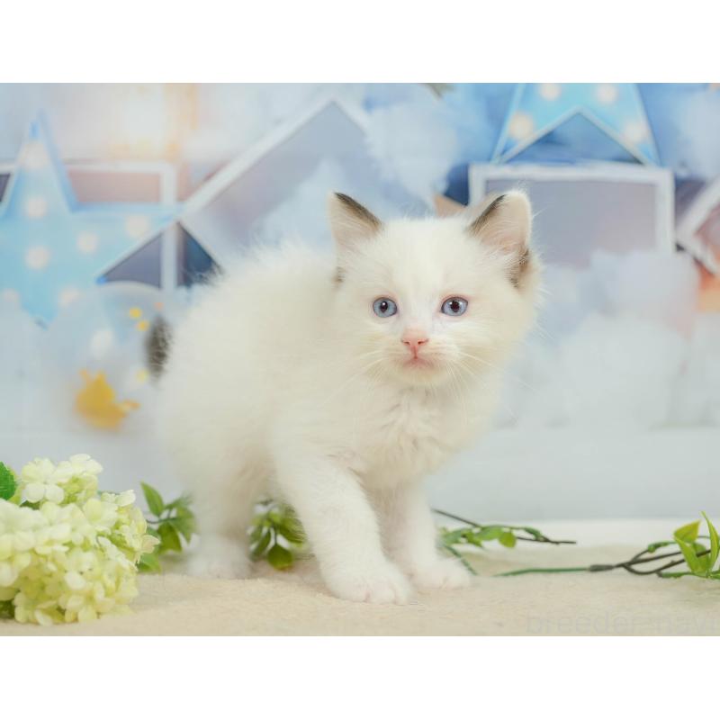 販売中の神奈川県のラグドール-138616の10枚目