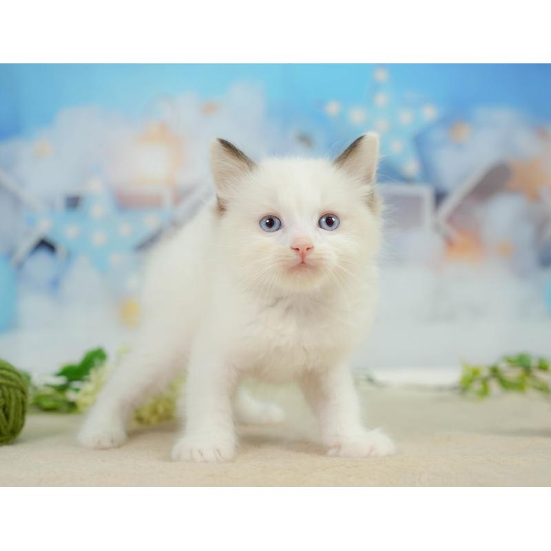 販売中の神奈川県のラグドール-138616の9枚目