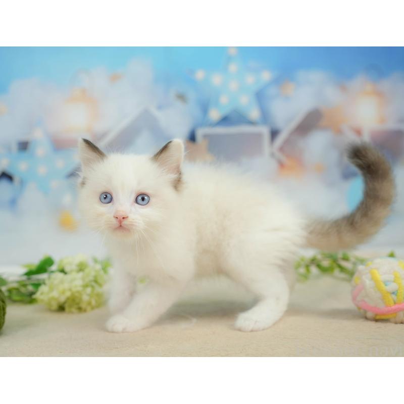 販売中の神奈川県のラグドール-138616の8枚目