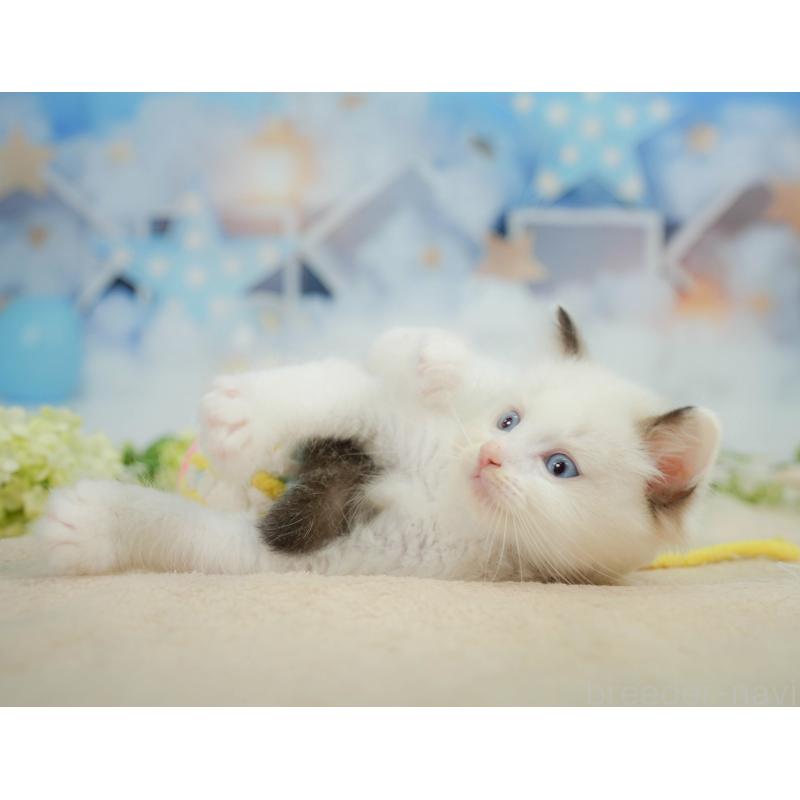 販売中の神奈川県のラグドール-138616の7枚目