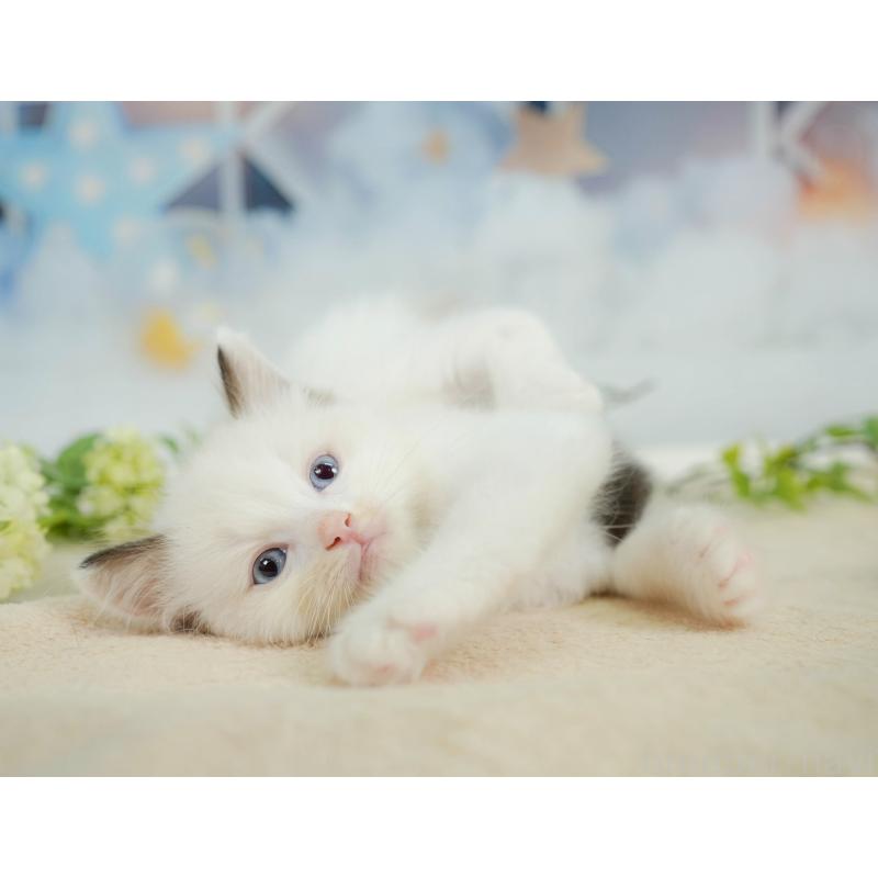 販売中の神奈川県のラグドール-138616の6枚目