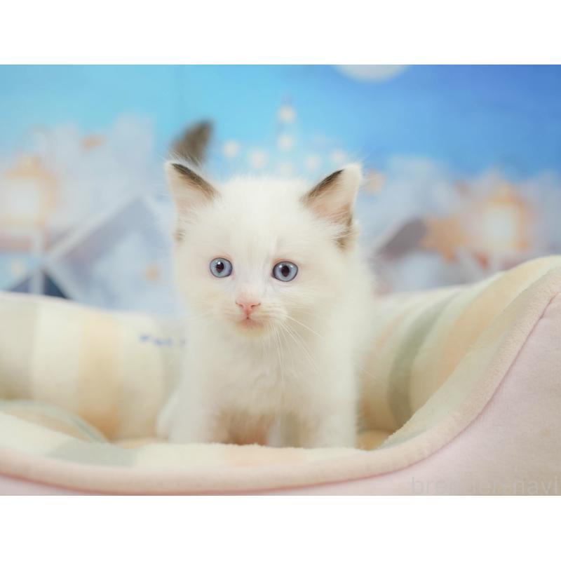 販売中の神奈川県のラグドール-138616の5枚目