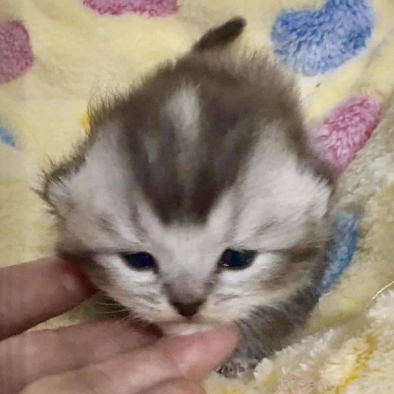 販売中の大阪府のスコティッシュストレート-138546の2枚目