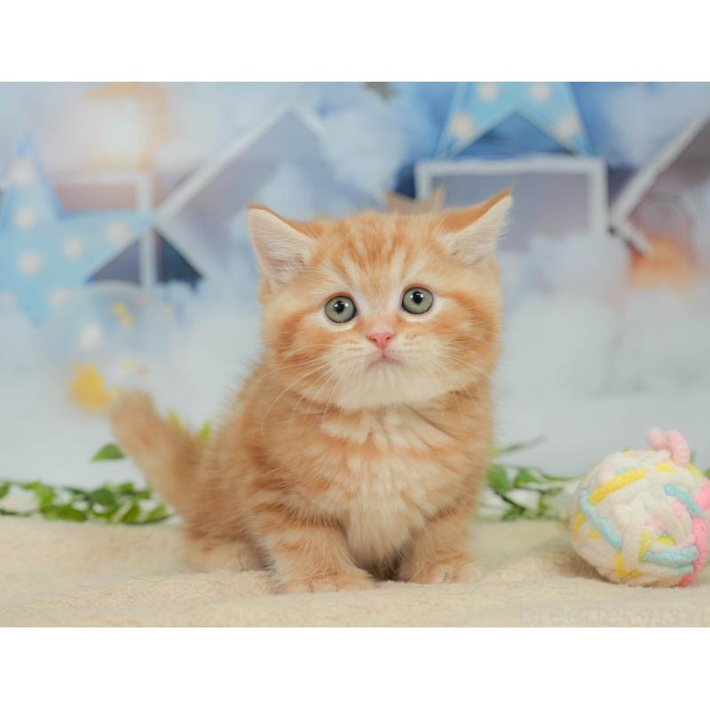 販売中の神奈川県のミヌエット-138601の11枚目