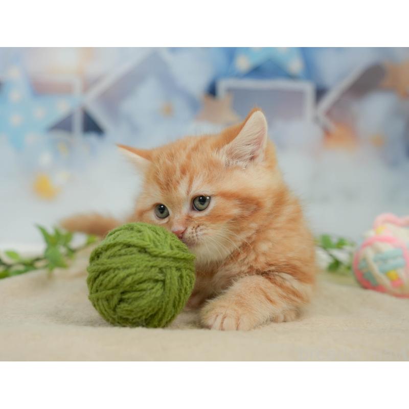 販売中の神奈川県のミヌエット-138601の10枚目