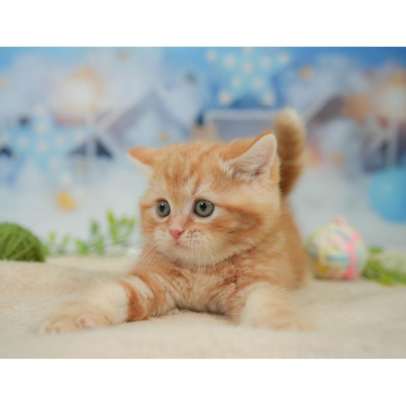 販売中の神奈川県のミヌエット-138601の8枚目