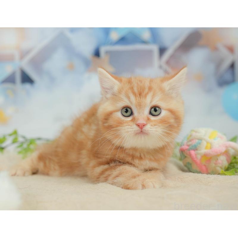 販売中の神奈川県のミヌエット-138601の7枚目