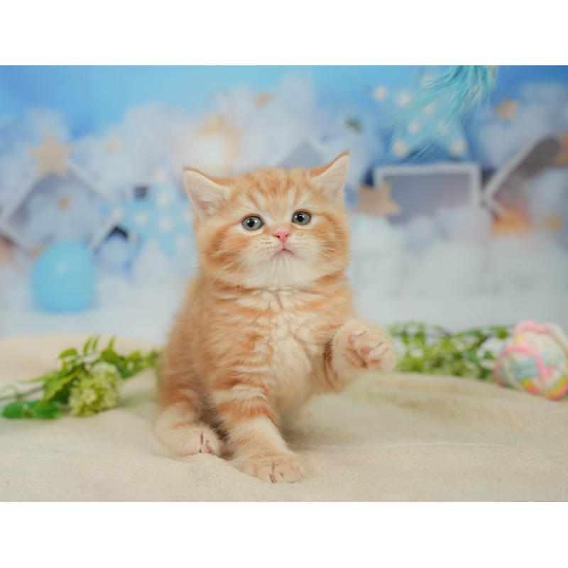 販売中の神奈川県のミヌエット-138601の6枚目