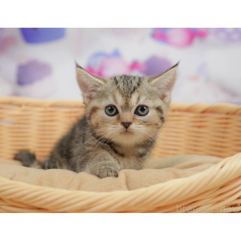 販売中の神奈川県のミヌエット-138603の11枚目