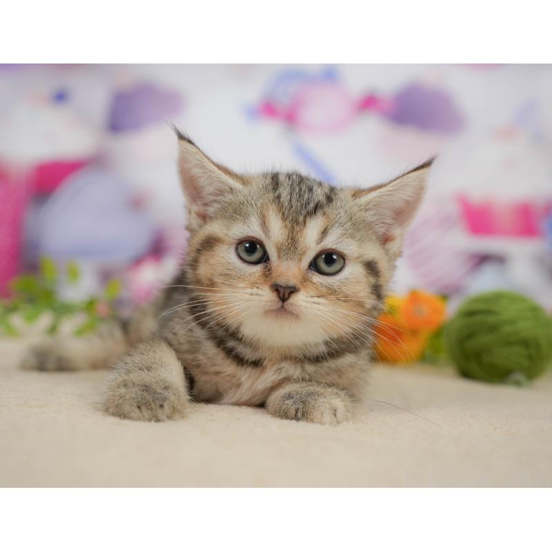 販売中の神奈川県のミヌエット-138603の10枚目