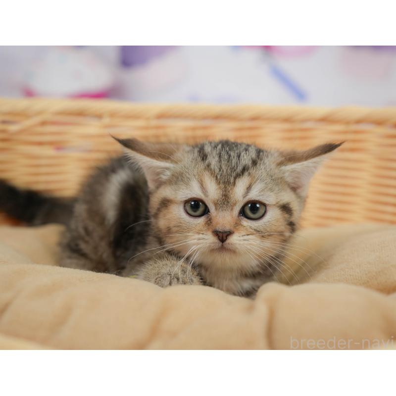 販売中の神奈川県のミヌエット-138603の9枚目