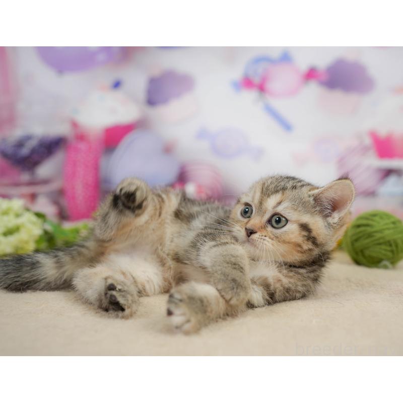 販売中の神奈川県のミヌエット-138603の8枚目