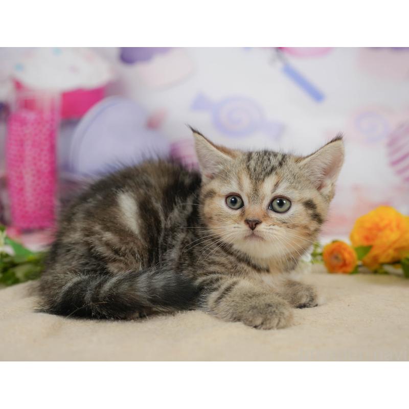 販売中の神奈川県のミヌエット-138603の7枚目