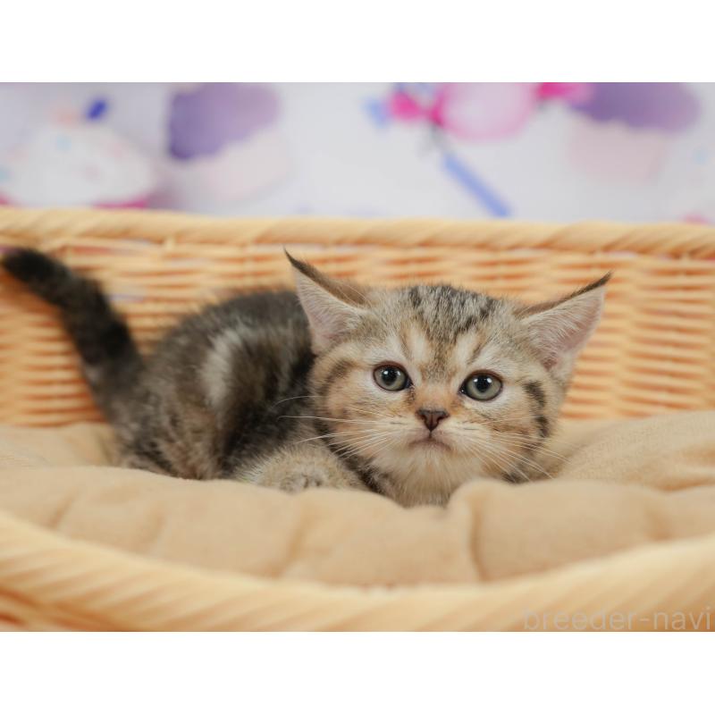 販売中の神奈川県のミヌエット-138603の5枚目