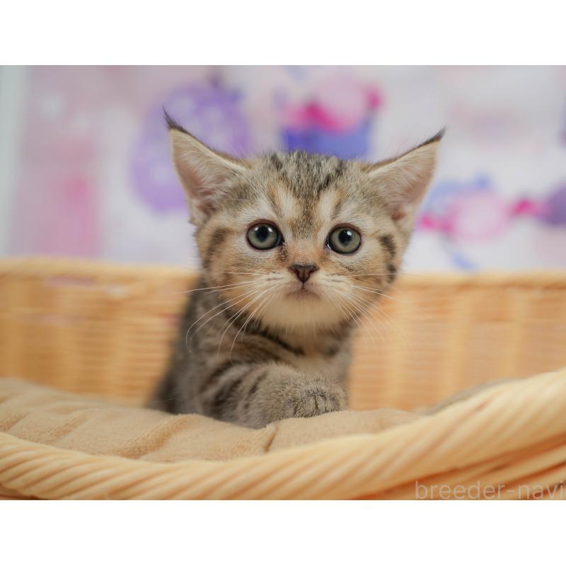 販売中の神奈川県のミヌエット-138603の4枚目