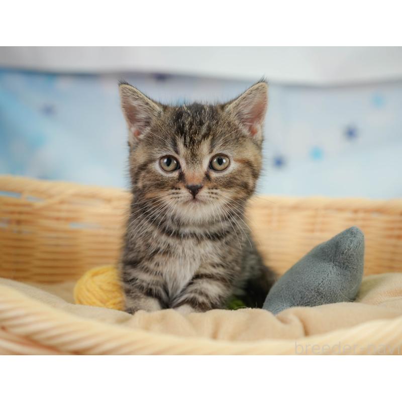 販売中の神奈川県のミヌエット-138606の11枚目