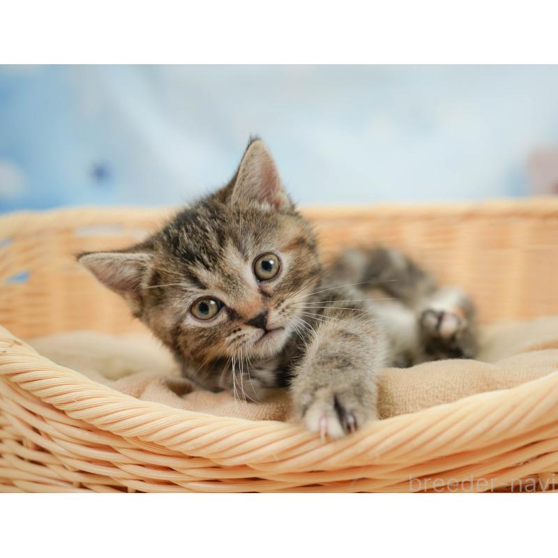 販売中の神奈川県のミヌエット-138606の10枚目