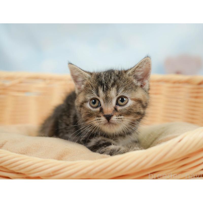 販売中の神奈川県のミヌエット-138606の6枚目