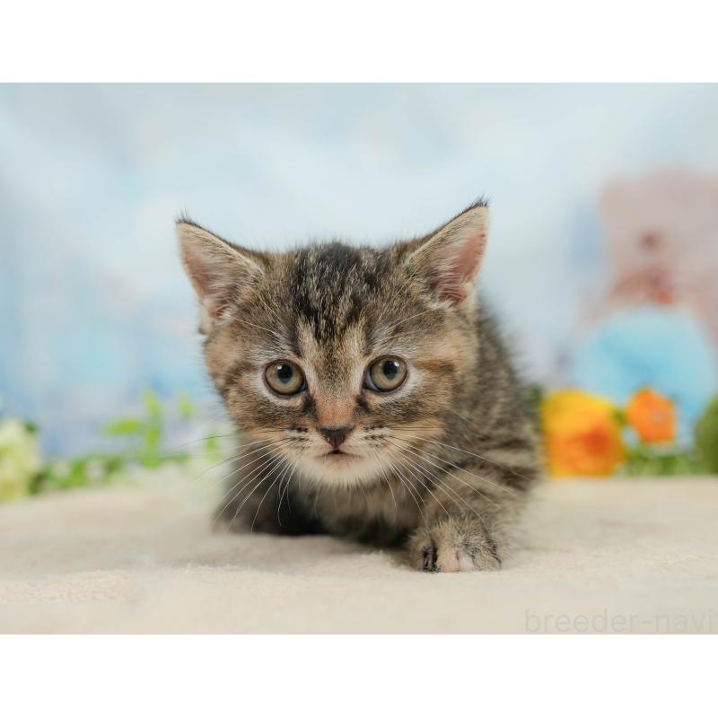 販売中の神奈川県のミヌエット-138606の5枚目