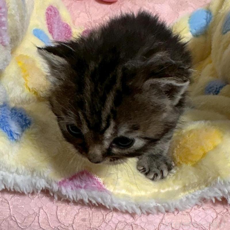 販売中の大阪府のスコティッシュストレート-138542の5枚目