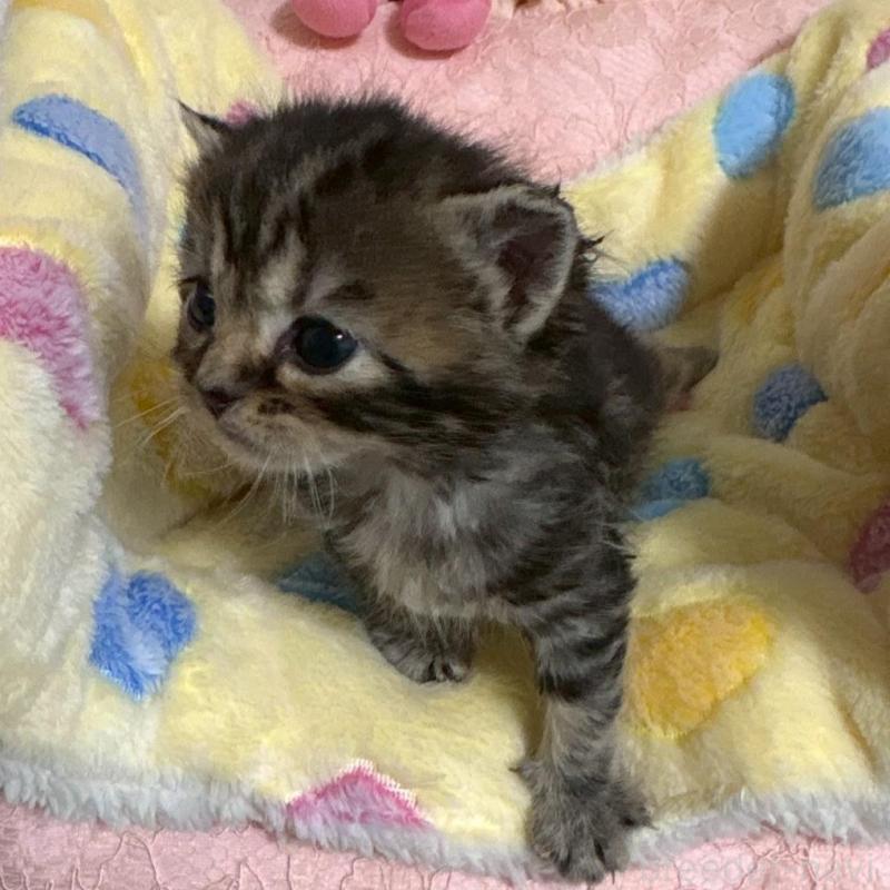 販売中の大阪府のスコティッシュストレート-138542の4枚目