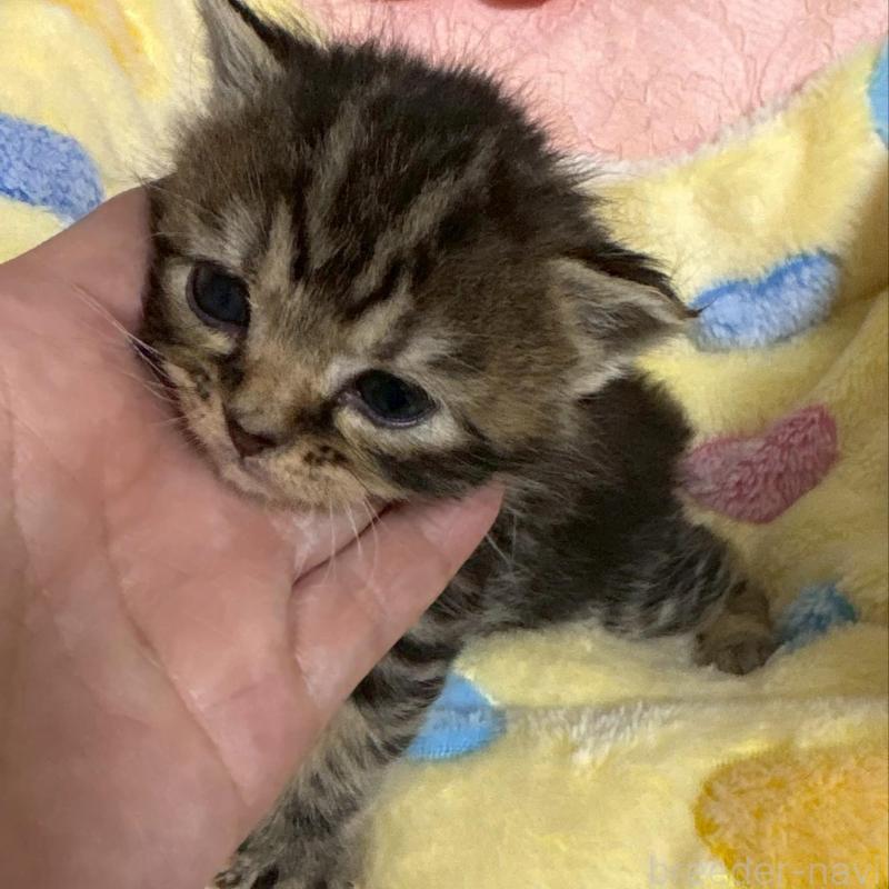 販売中の大阪府のスコティッシュストレート-138542の3枚目