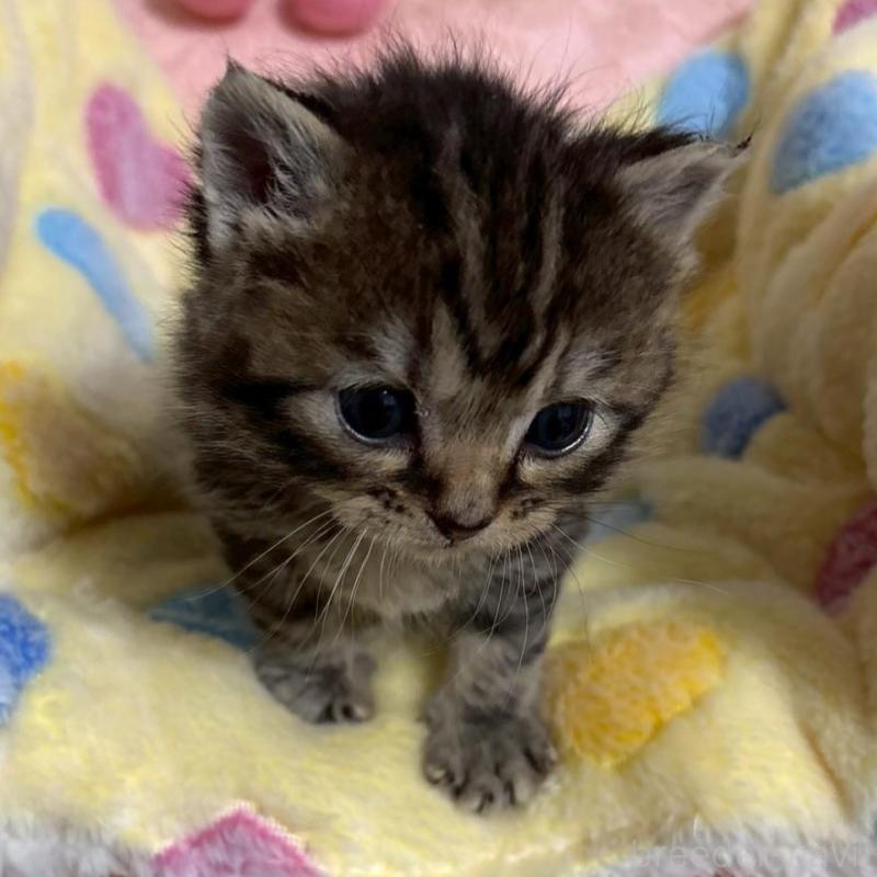 販売中の大阪府のスコティッシュストレート-138542の2枚目