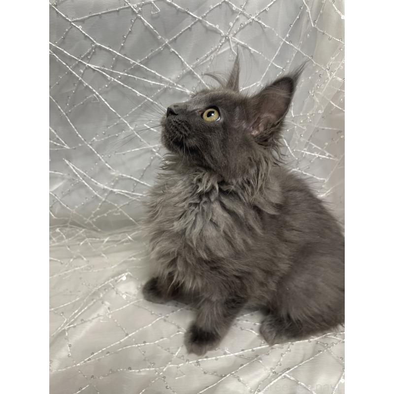 販売中の東京都のメインクーン-138547の5枚目