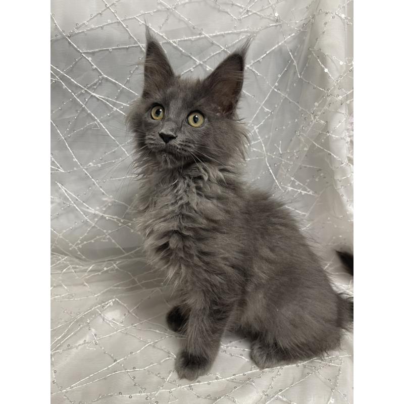 販売中の東京都のメインクーン-138547の4枚目