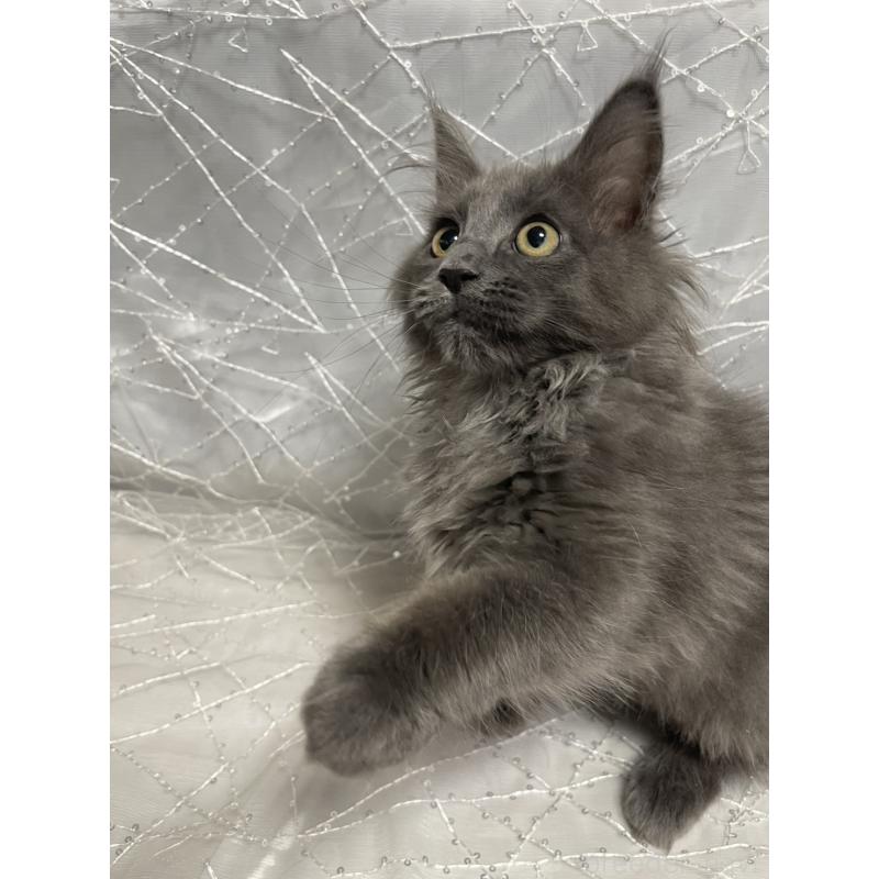 販売中の東京都のメインクーン-138547の3枚目