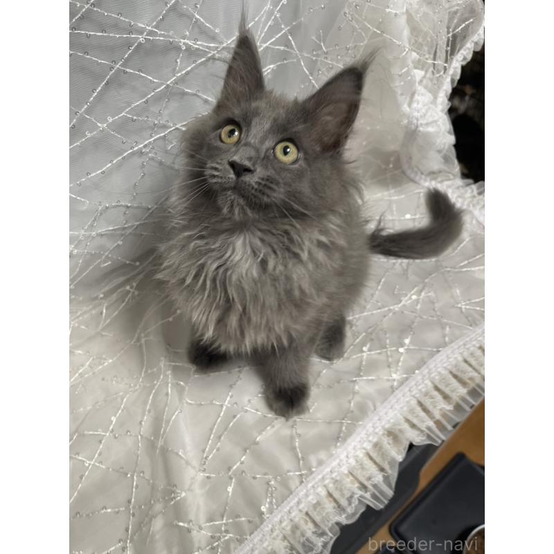 販売中の東京都のメインクーン-138547の2枚目