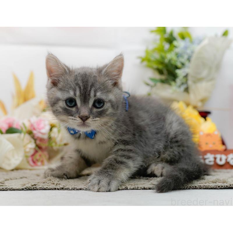 販売中の神奈川県のマンチカン-138598の12枚目