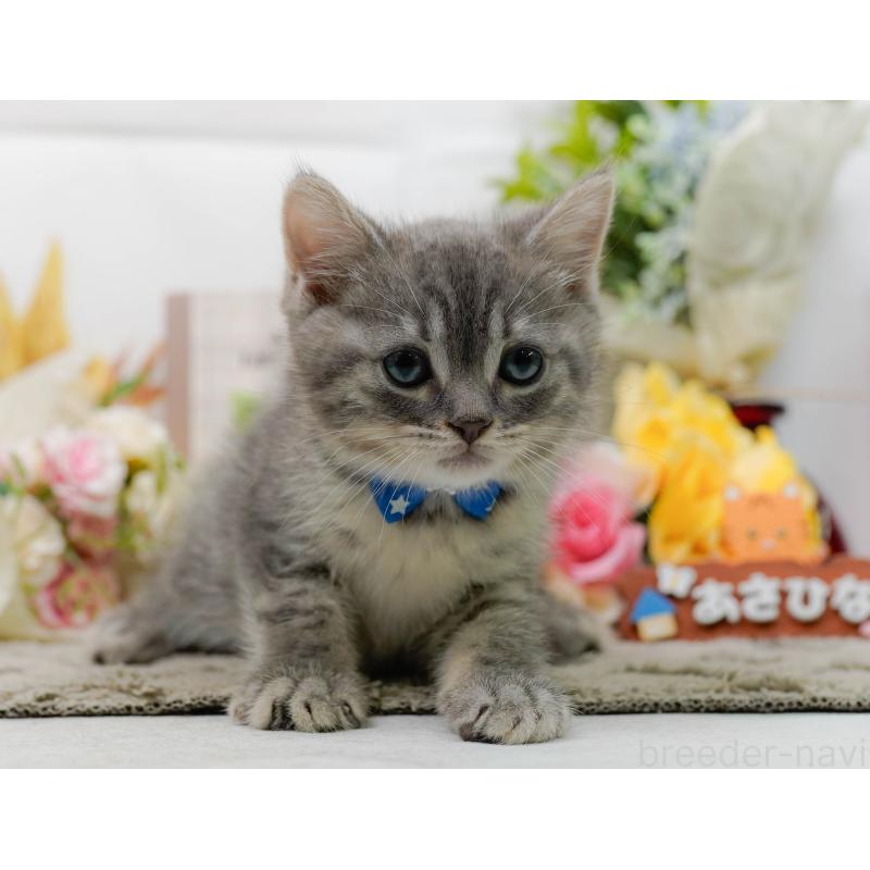 販売中の神奈川県のマンチカン-138598の11枚目