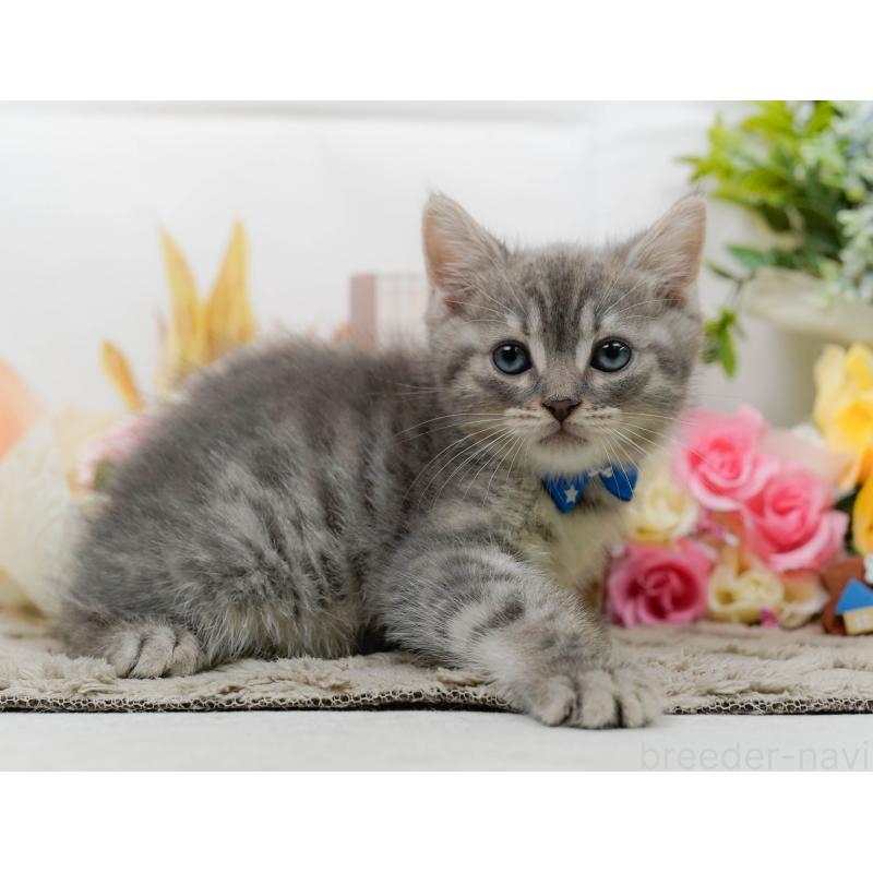 販売中の神奈川県のマンチカン-138598の10枚目