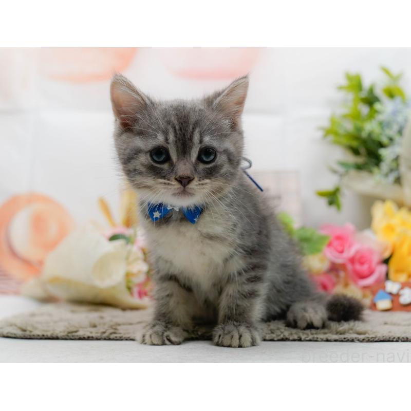 販売中の神奈川県のマンチカン-138598の9枚目