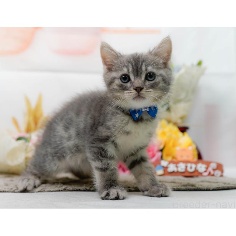 販売中の神奈川県のマンチカン-138598の8枚目