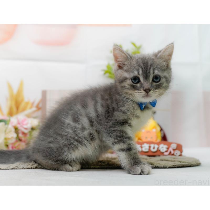 販売中の神奈川県のマンチカン-138598の7枚目