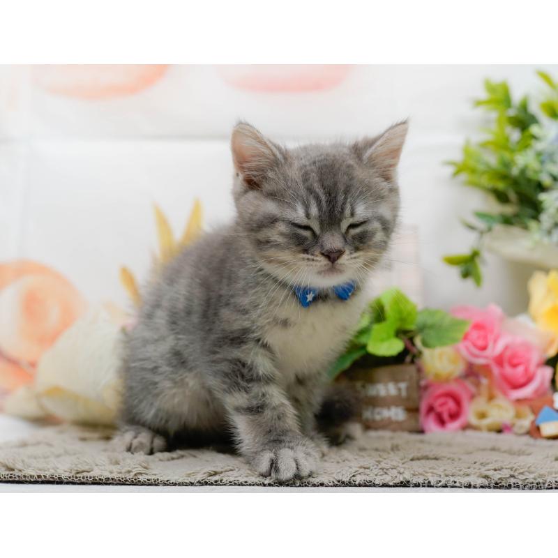 販売中の神奈川県のマンチカン-138598の6枚目