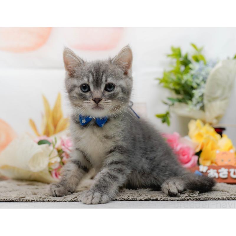 販売中の神奈川県のマンチカン-138598の5枚目