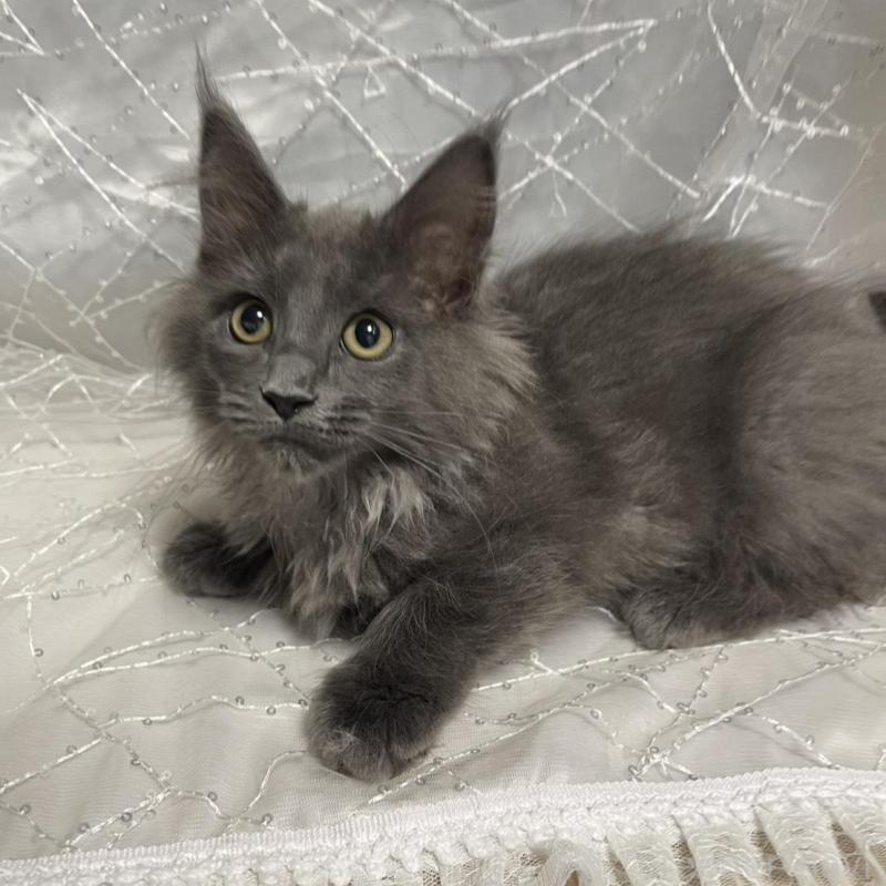 販売中の東京都のメインクーン-138547